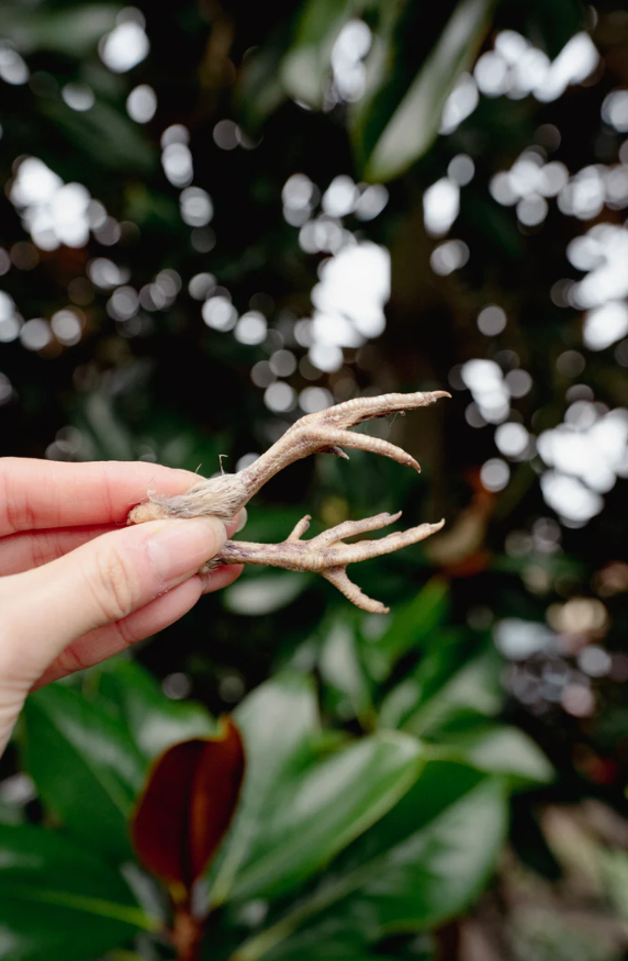 QUAIL FEET | Freeze-Dried Dog + Cat Treat