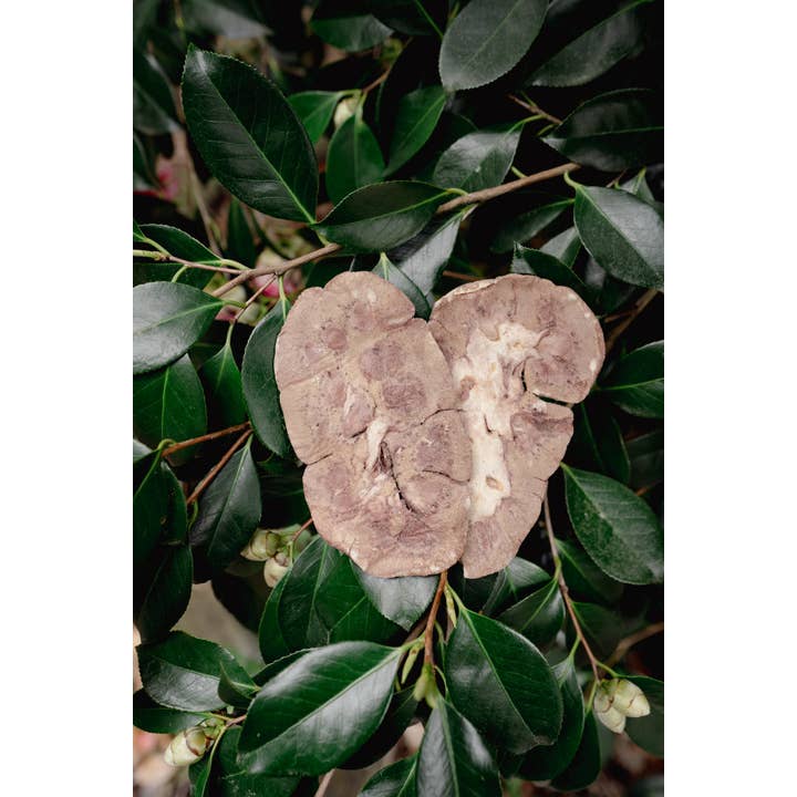 Beef Kidney | Freeze-Dried Dog + Cat Treat image 0