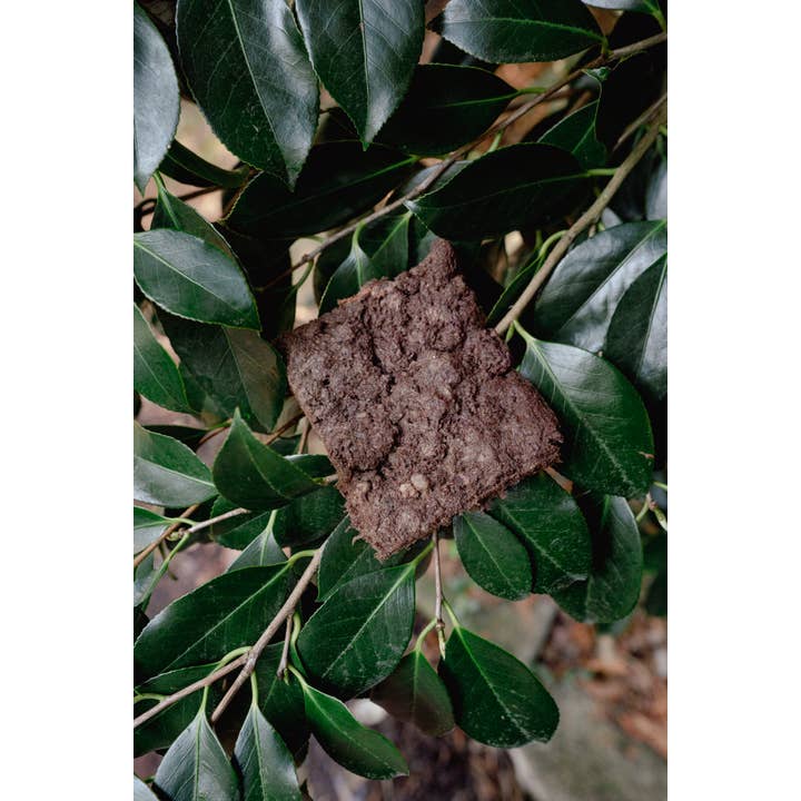 Beaver | Freeze-Dried Dog + Cat Treat image 0