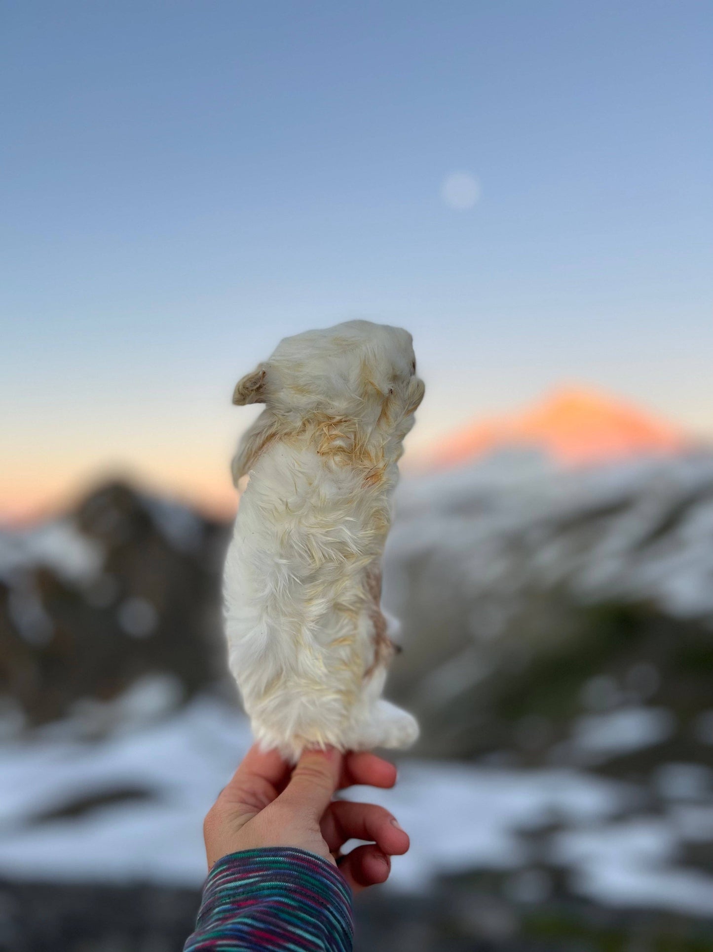Whole Prey Rabbit Fuzzies - Limited Edition