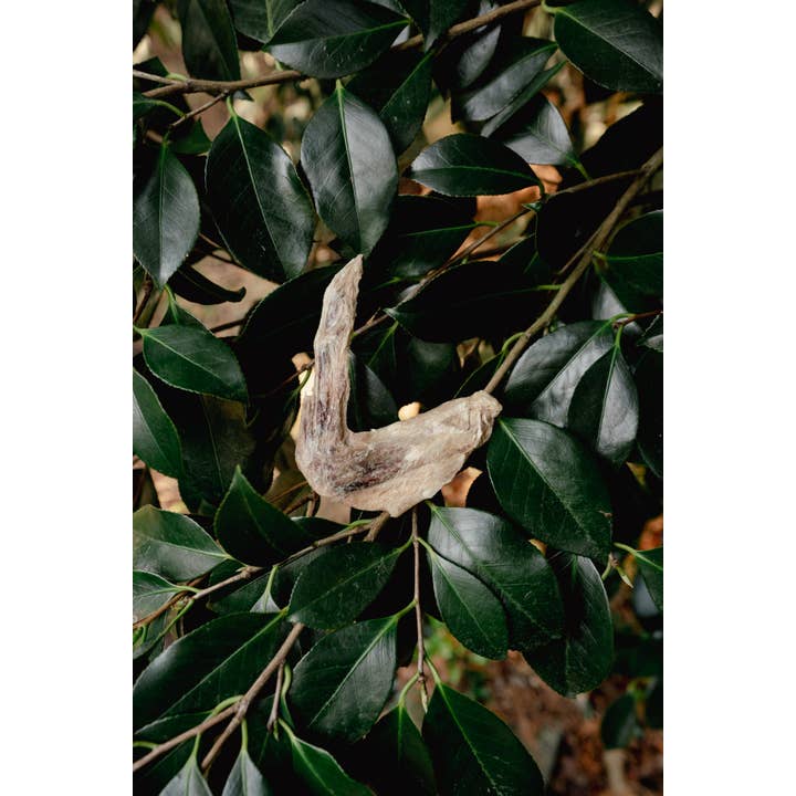 Duck Wing | Freeze-Dried Dog + Cat Treat image 2