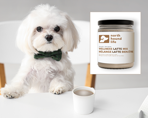 Limited-Edition Wellness Latte Mix (Iced Latte Mix for dogs) - Niuniu's Pet Shop
