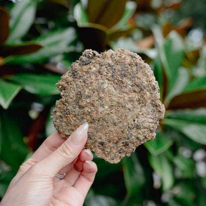 Whole Prey Ground Quail | Freeze-Dried Dog + Cat Treat - Niuniu's Pet Shop