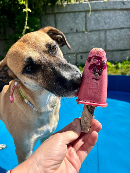 Ice-cream Mix with real chicken & strawberry for pets - Niuniu's Pet Shop