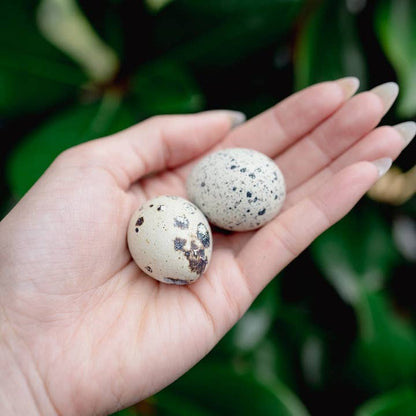 Whole Quail Egg | Freeze-Dried Dog + Cat Treat - Niuniu's Pet Shop