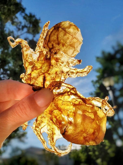 Baby Octopus (Wild Caught)