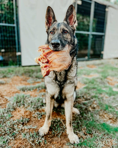 Pig Ear (Hairy)