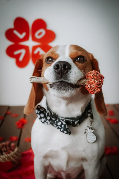 Lollipop - Chewy Fun For Dogs and Some Cats - Niuniu's Pet Shop