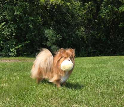 FurBul – The All-Natural Snuggle Ball for Dogs