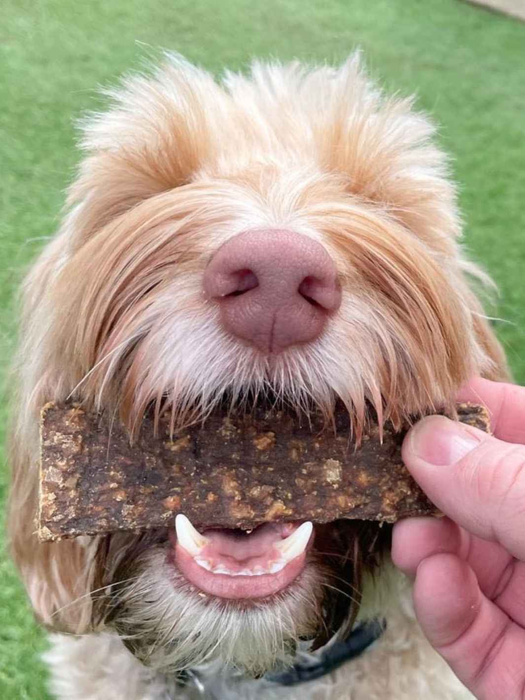 Wild boar slices