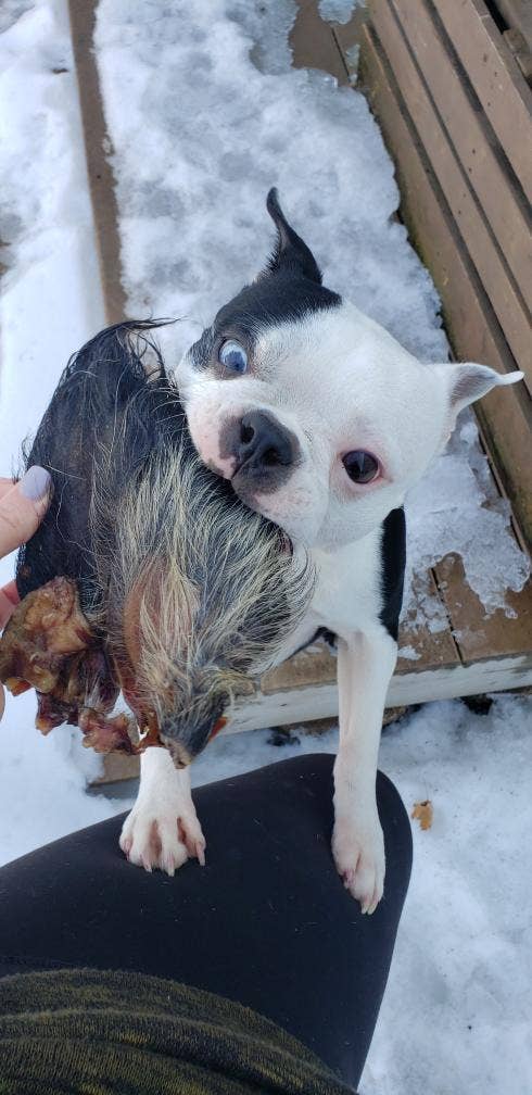 Pig Ear (Hairy)