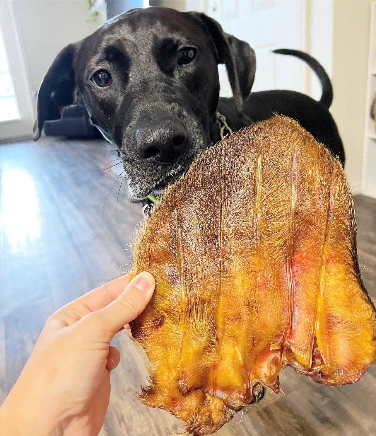 Pig Ear (Hairy)