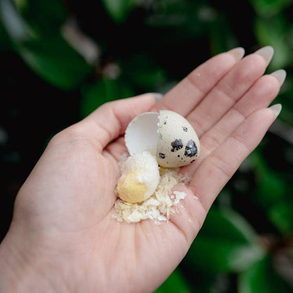 Whole Quail Egg | Freeze-Dried Dog + Cat Treat - Niuniu's Pet Shop