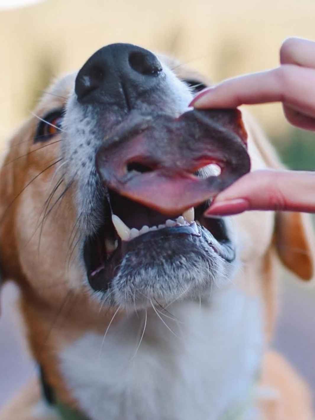 Pig's snout