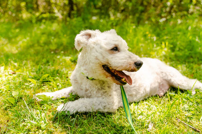 Freeze Dried Dog Food - Chicken Recipe - Niuniu's Pet Shop