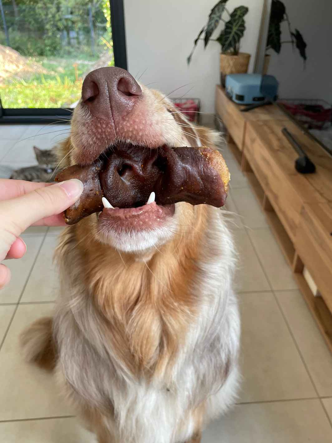 Pig's snout