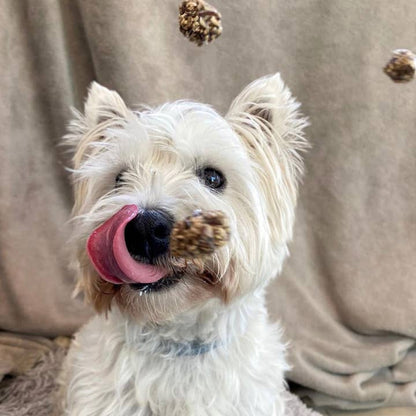 Beijinhos - Crunchy & Natural Pork-Sardine Treats For Dogs - Niuniu's Pet Shop