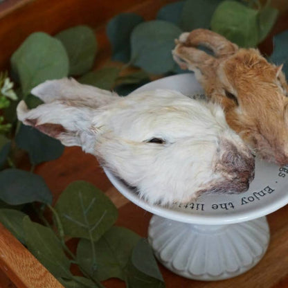 Rabbit Head - Niuniu's Pet Shop