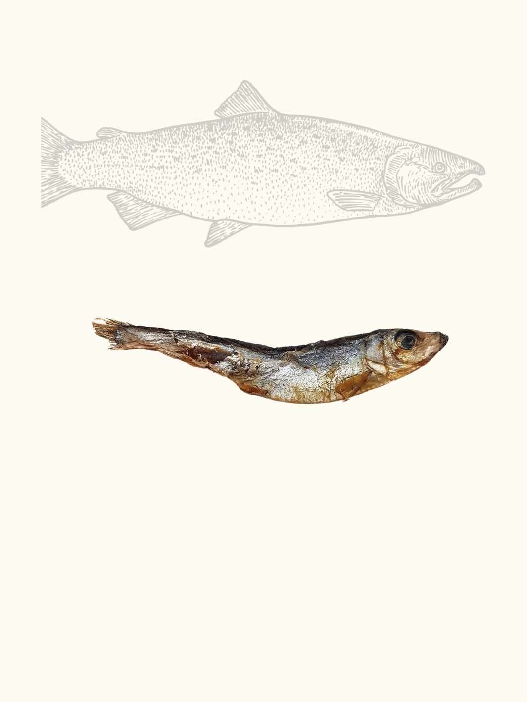 Dried sprats