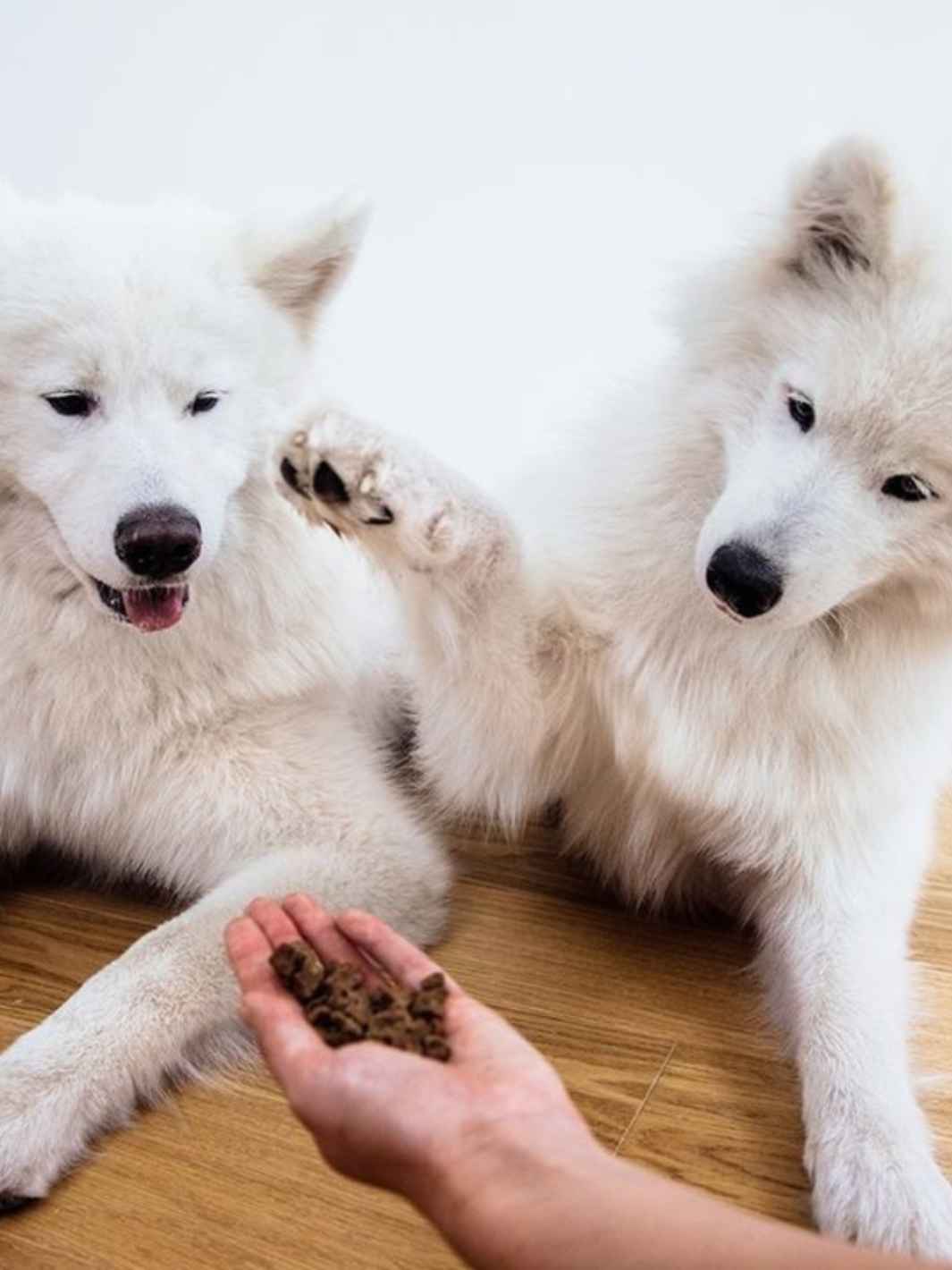 Deer treats