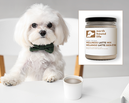 Limited-Edition Wellness Latte Mix (Iced Latte Mix for dogs) - Niuniu's Pet Shop