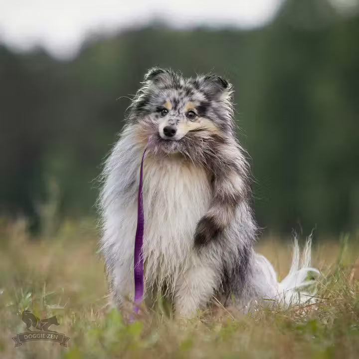 Raccoon Chaser